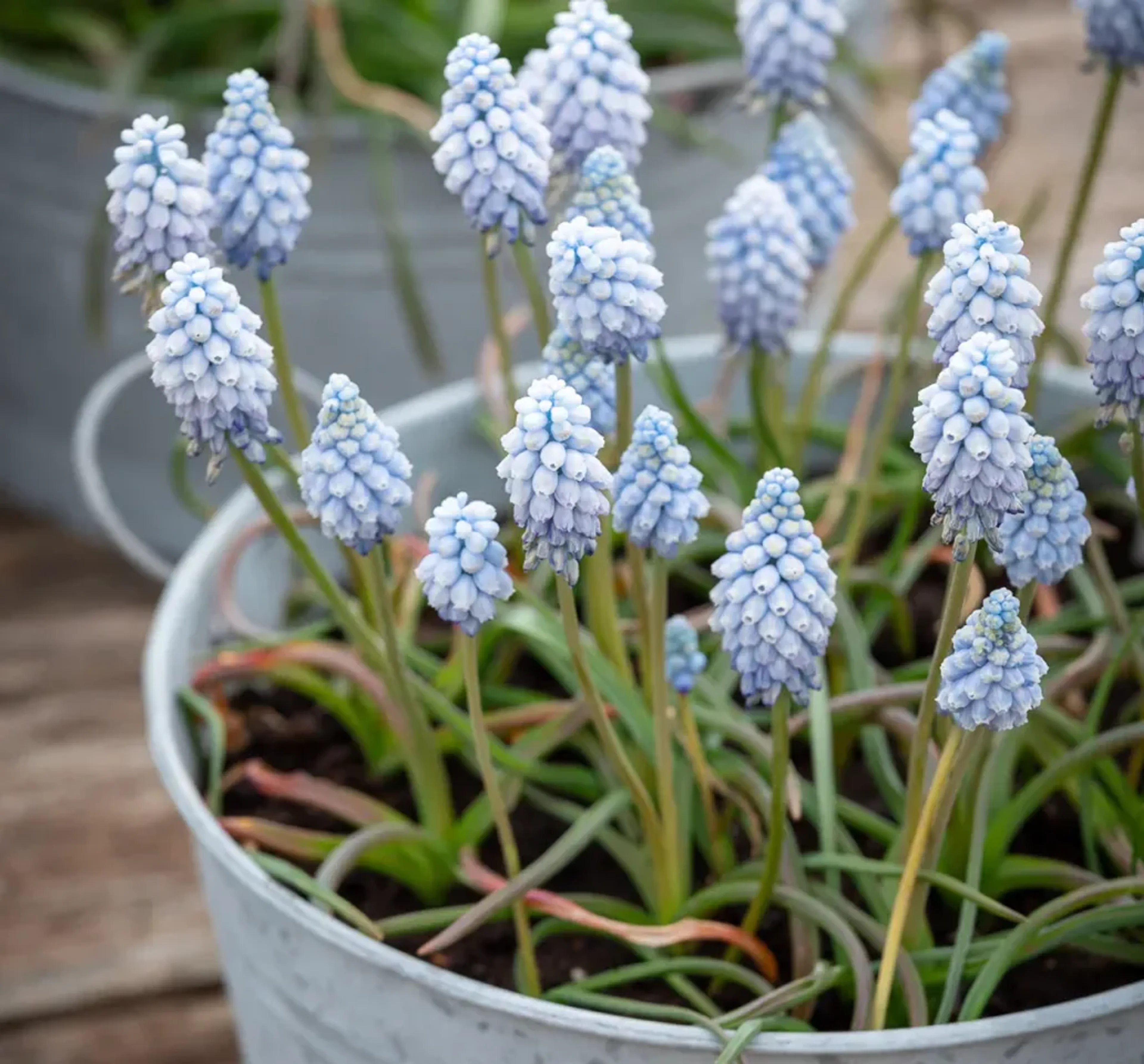 Gardening imagery featuring Valerie Finnis Muscari