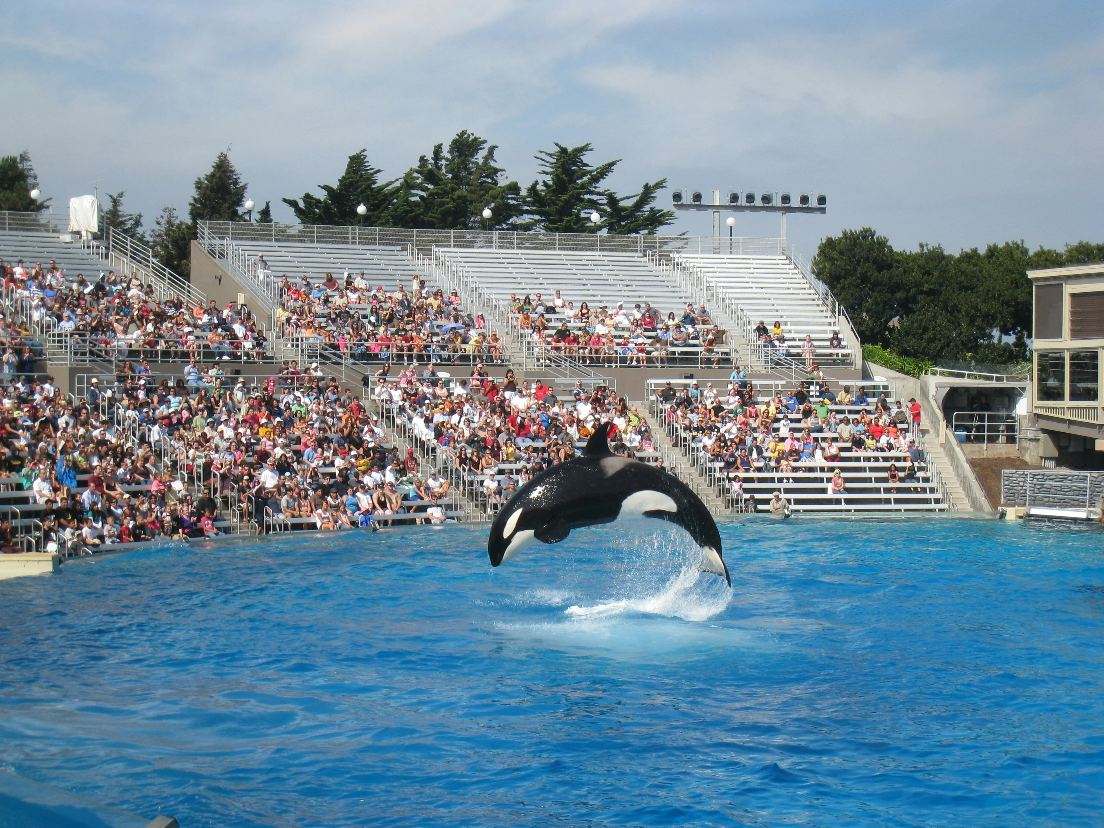 orca at the park