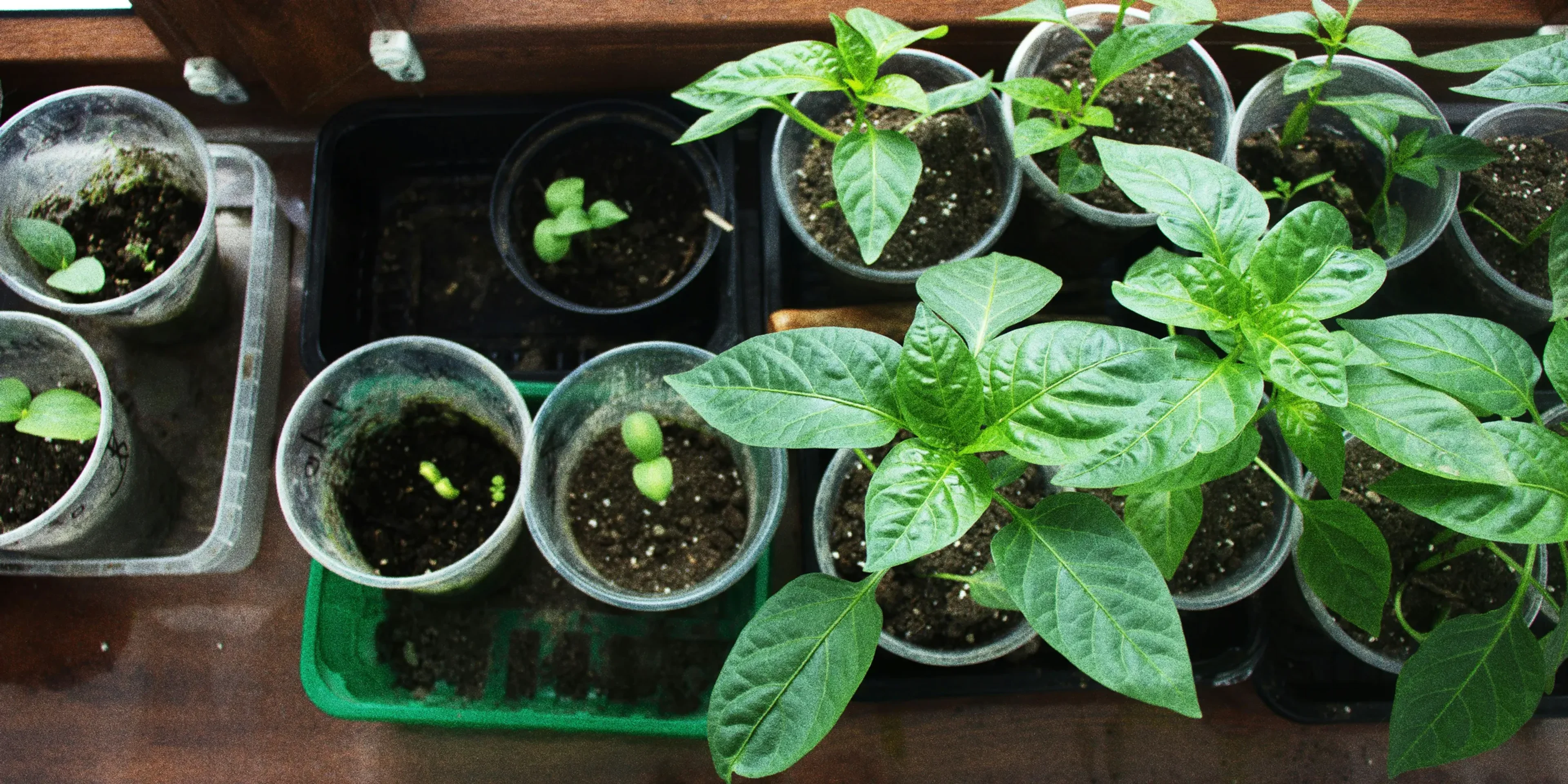 Young plants are growing in pots on a windowsill.