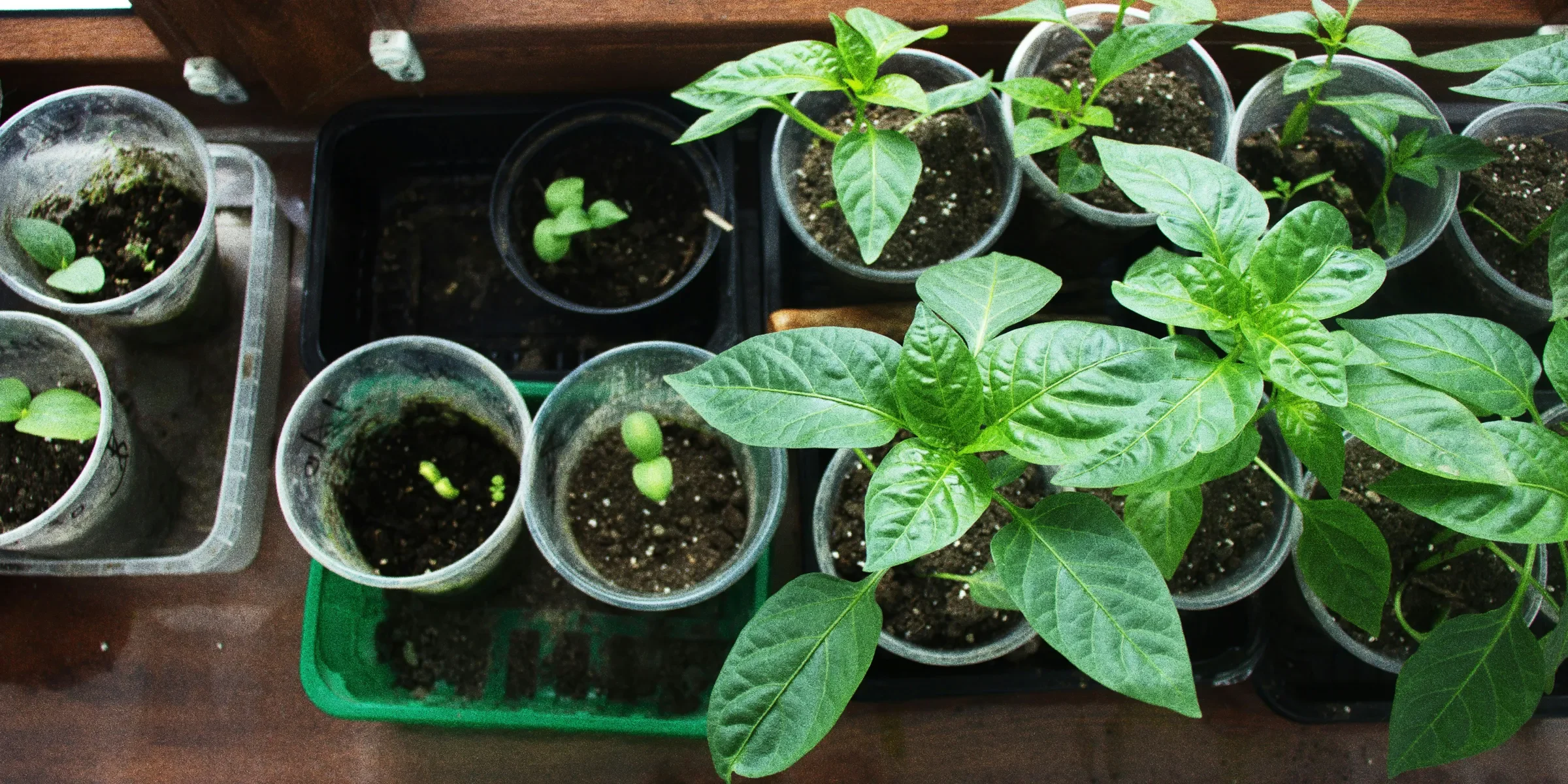 Young plants are growing in pots on a windowsill.