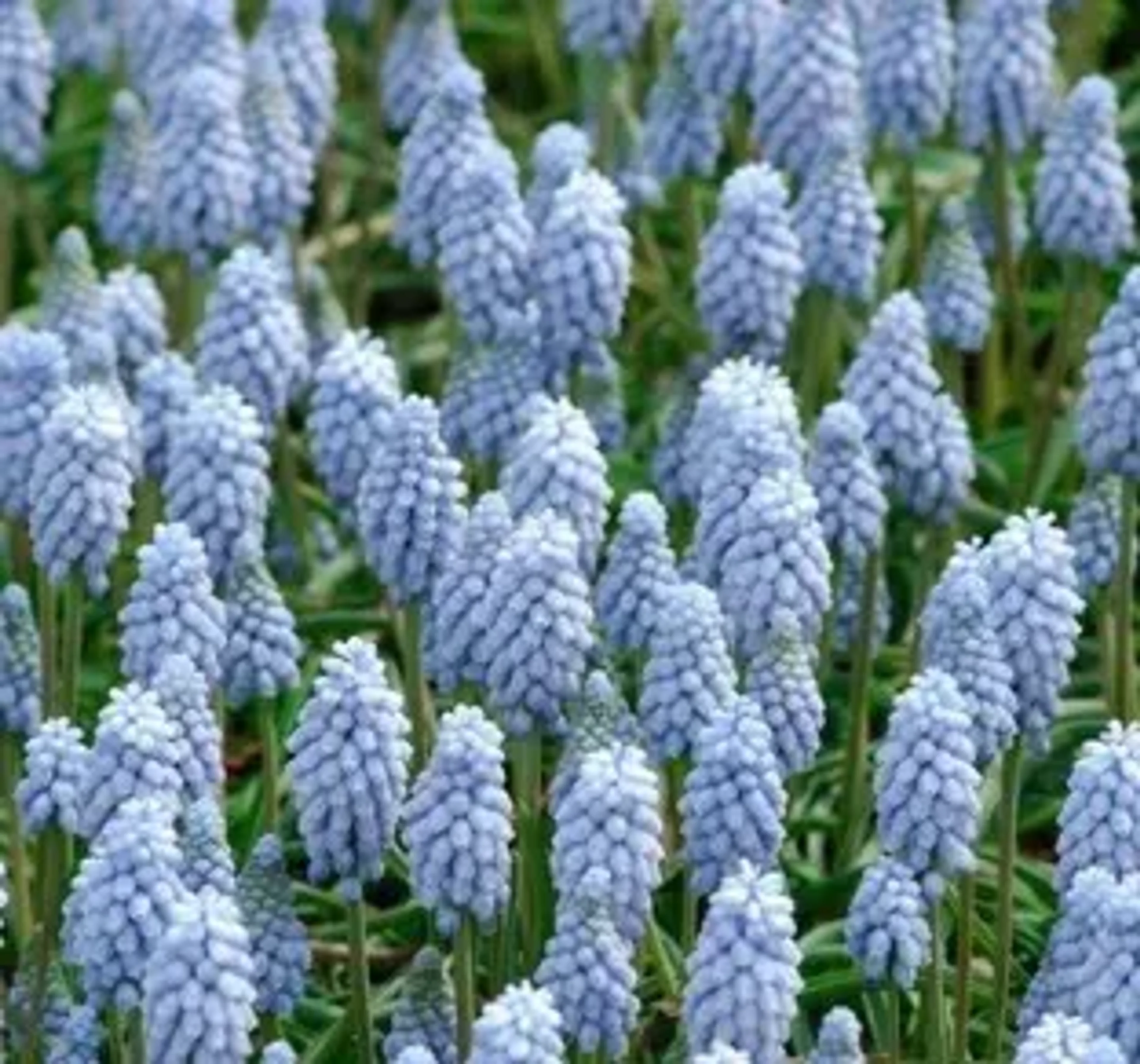 Picture of the product: Valerie Finnis Muscari