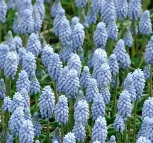 Picture of the product: Valerie Finnis Muscari