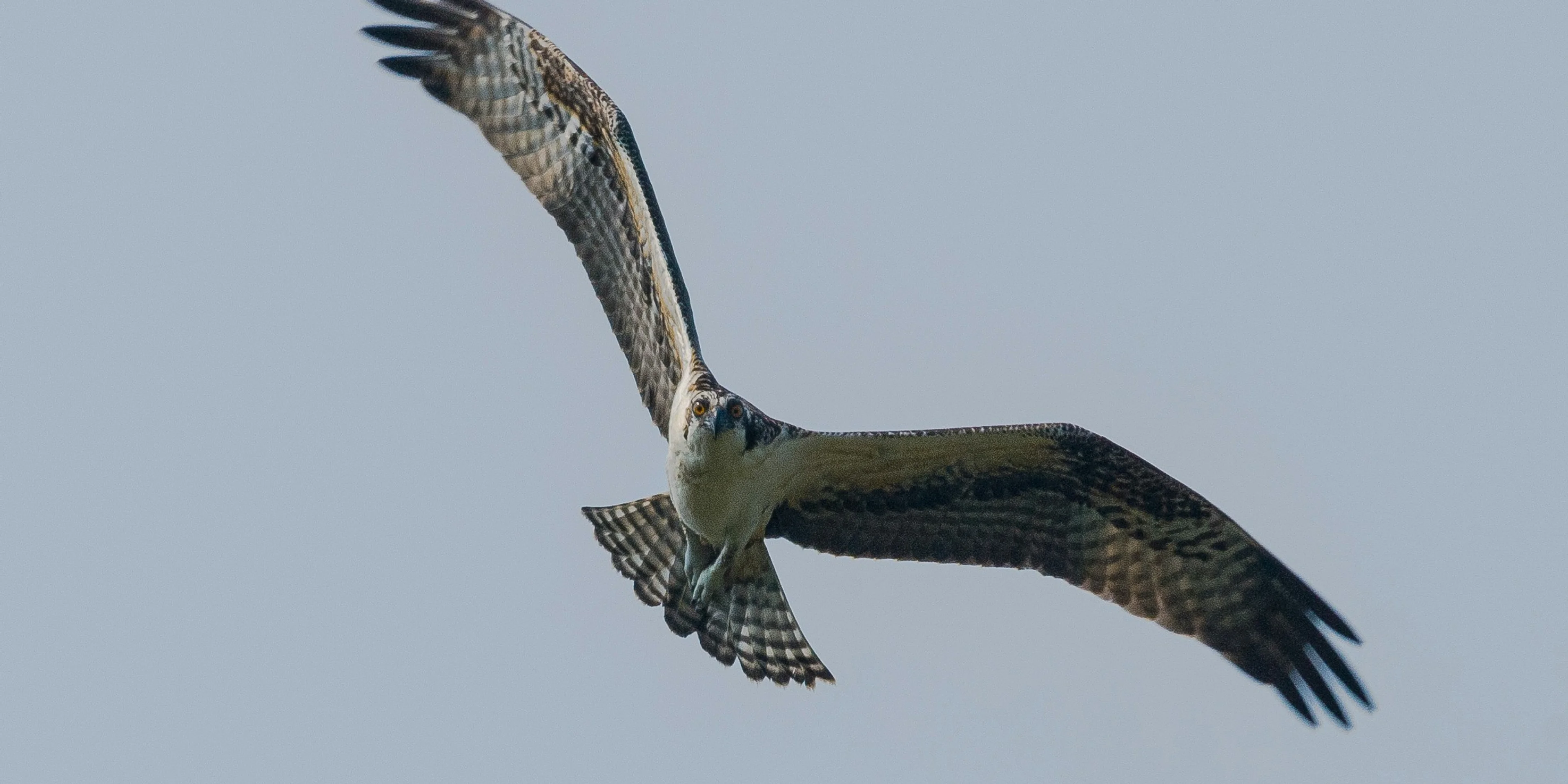 eagle flying on the sky.