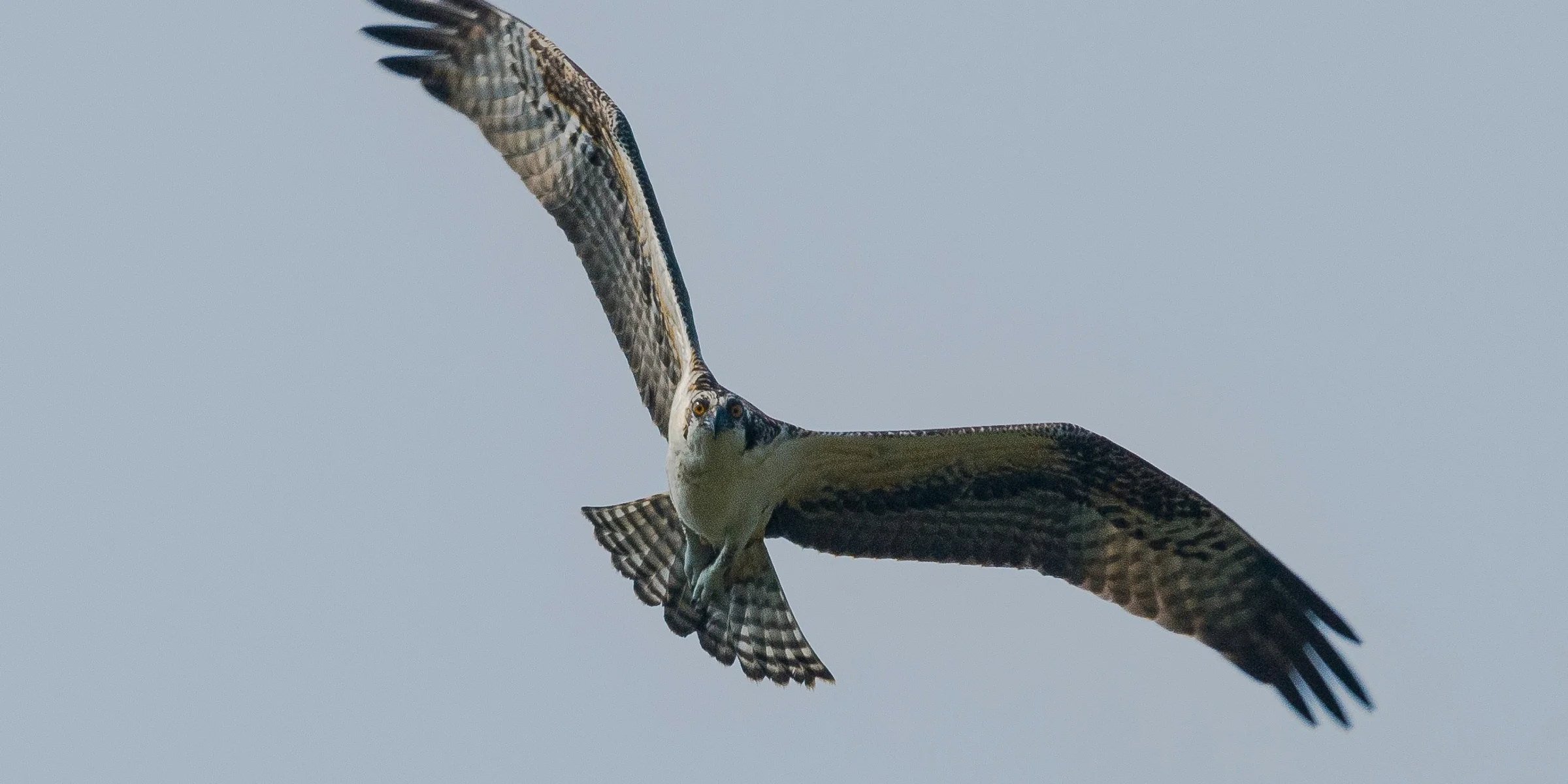 eagle flying on the sky.