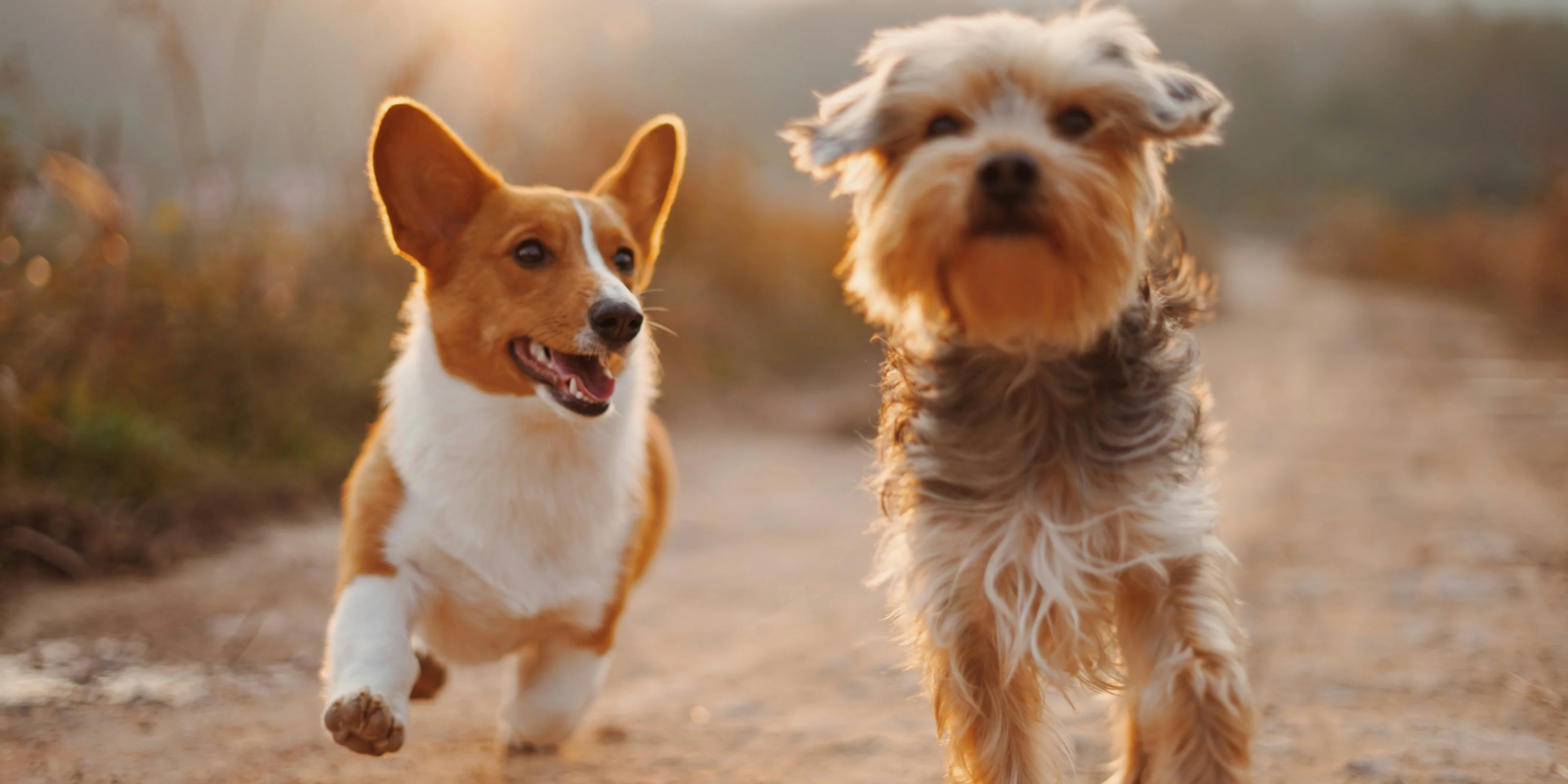 two brown and white dogs running dirt road during daytime.