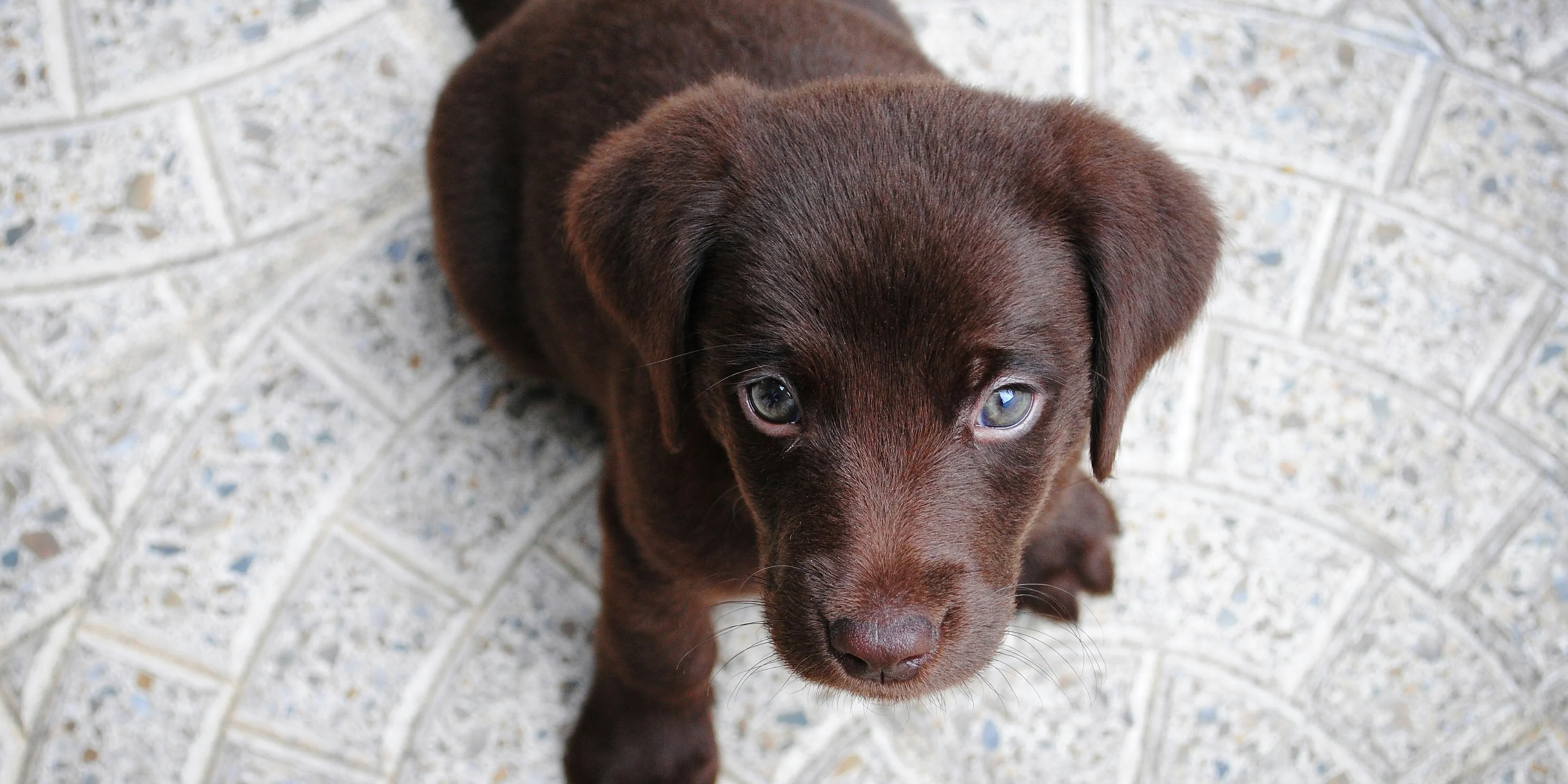 short-coated brown puppy on white floor.