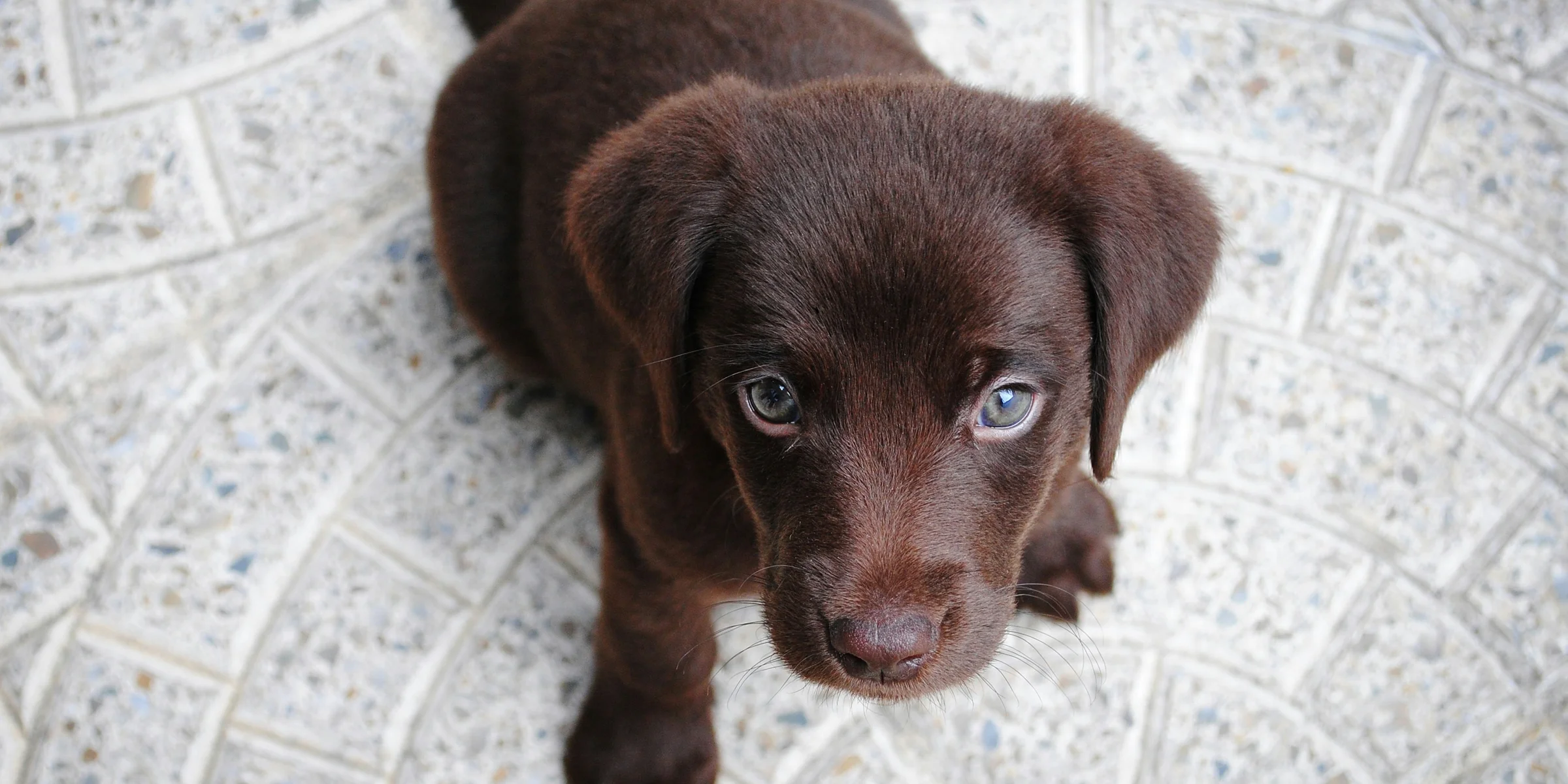 short-coated brown puppy on white floor.