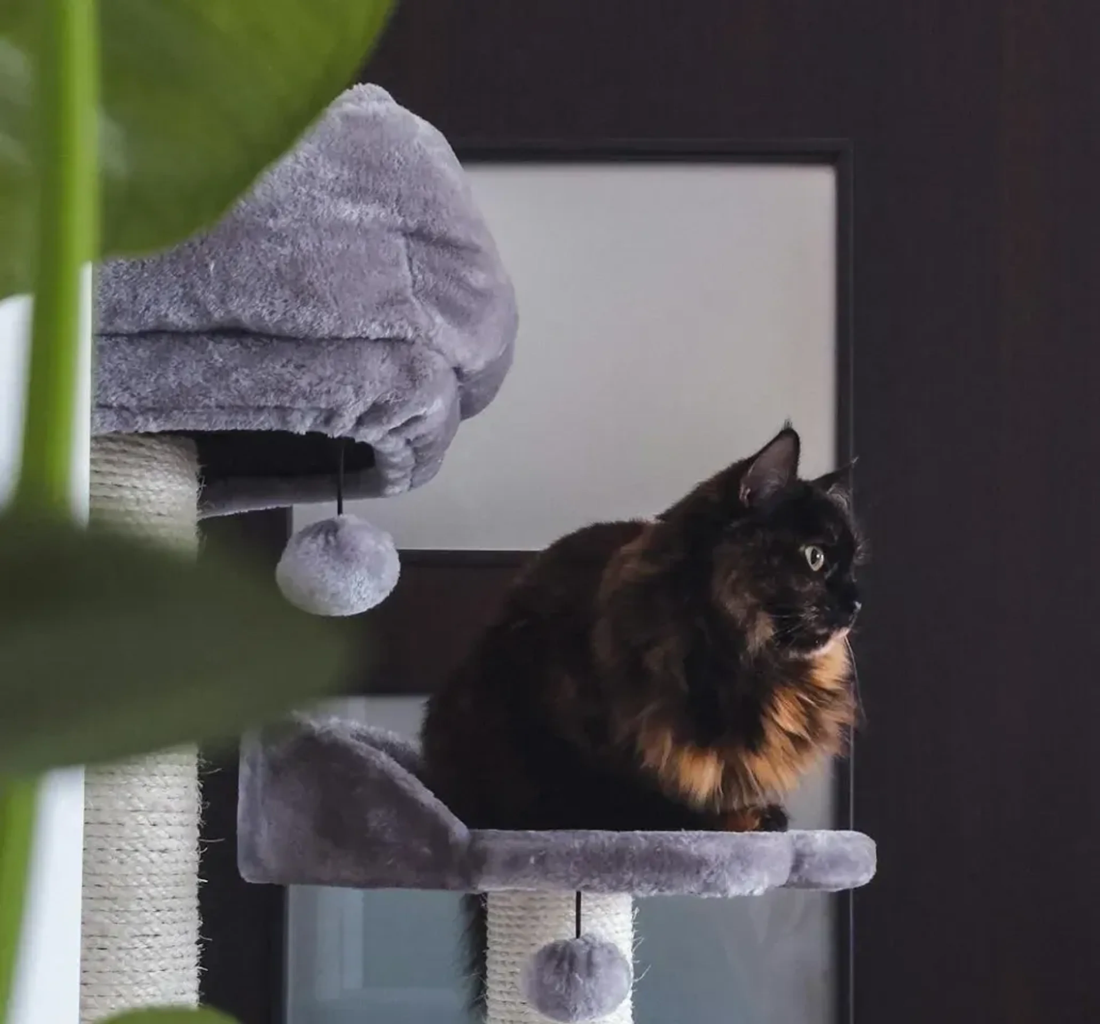 Pet care imagery featuring Frisco Cat Tree & Condo