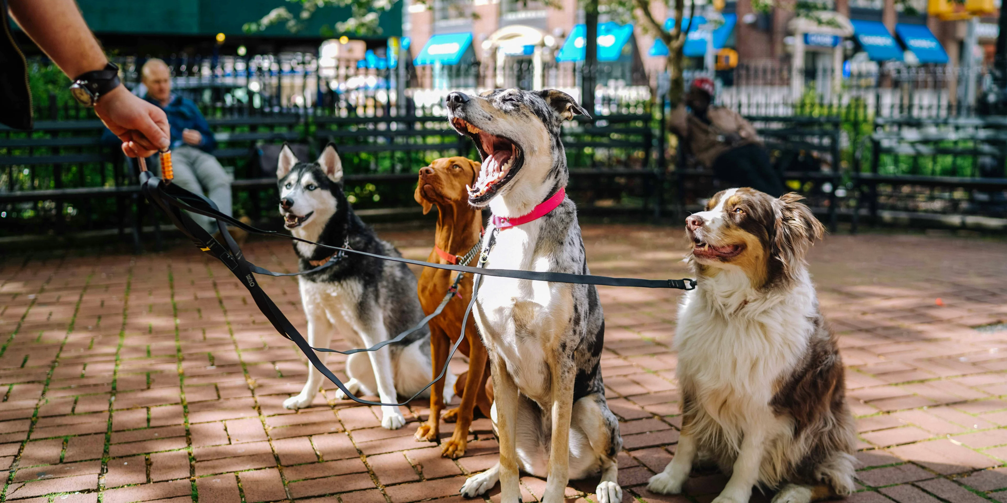 four dogs on park.