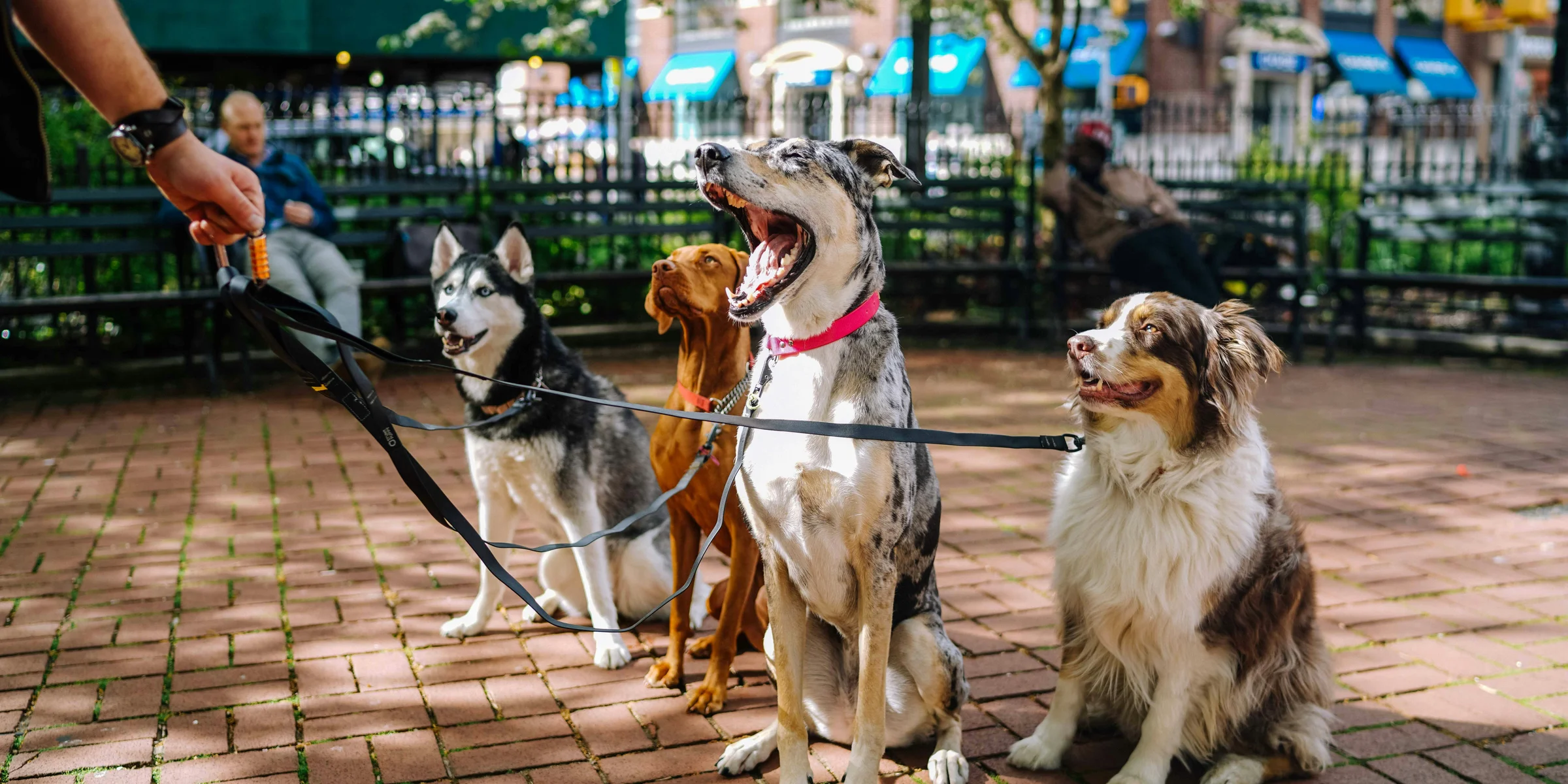 four dogs on park.