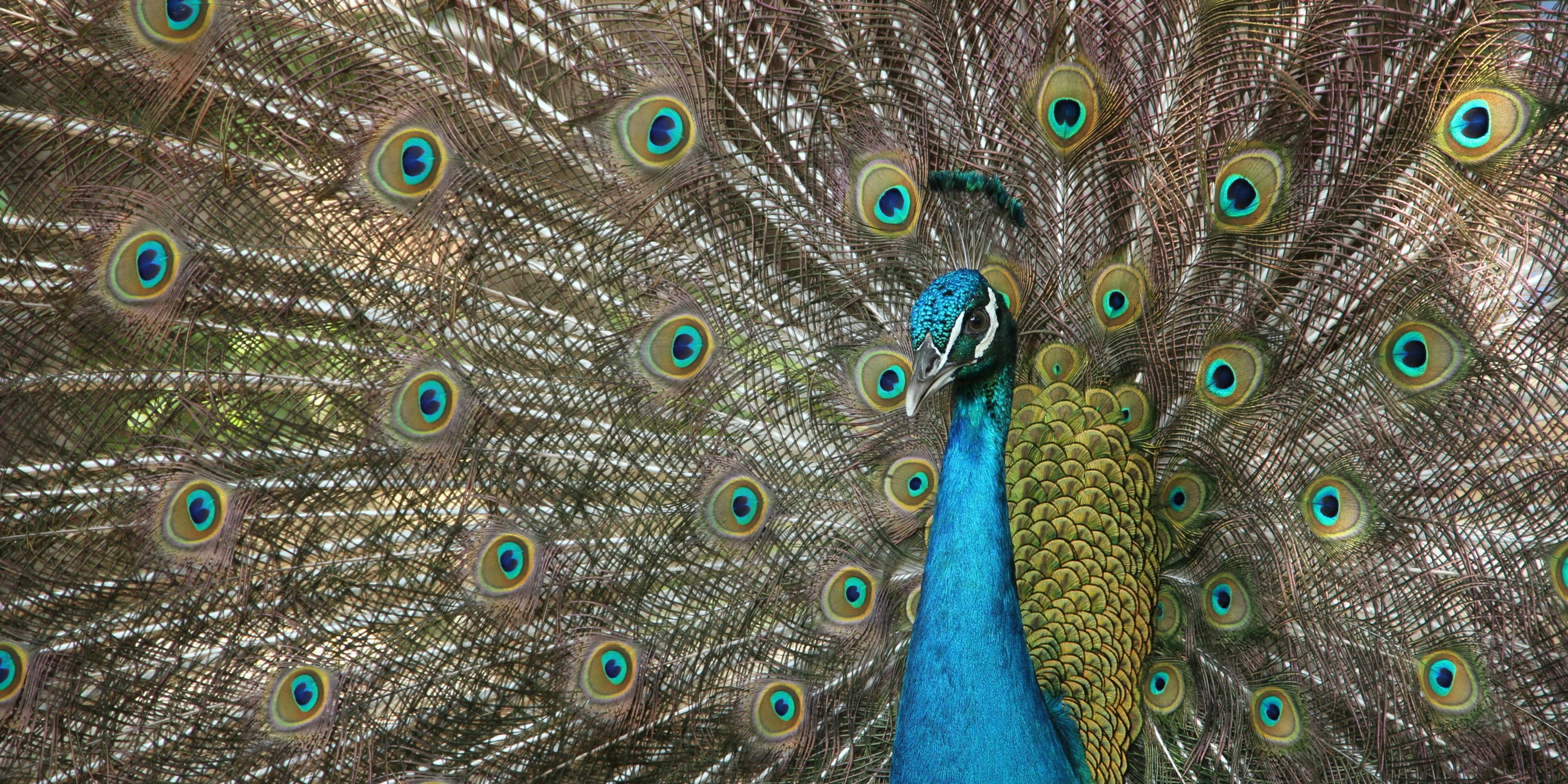 Peacock.
