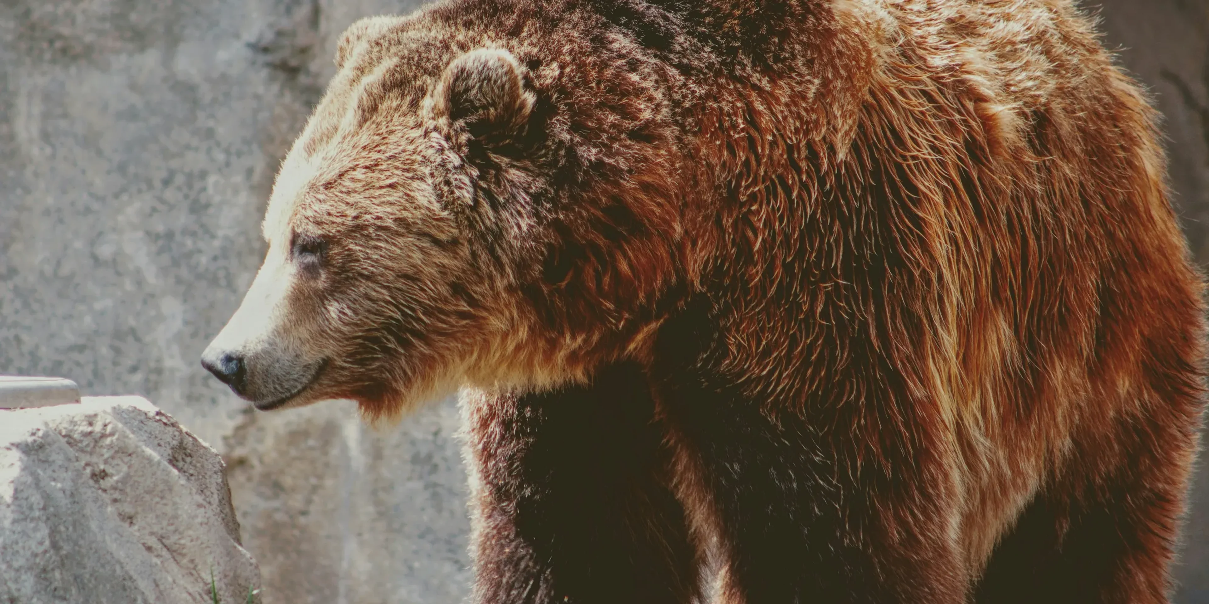 brown grizzle bear