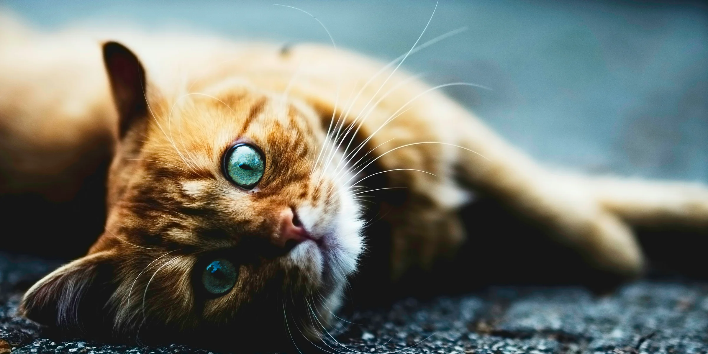 brown cat.