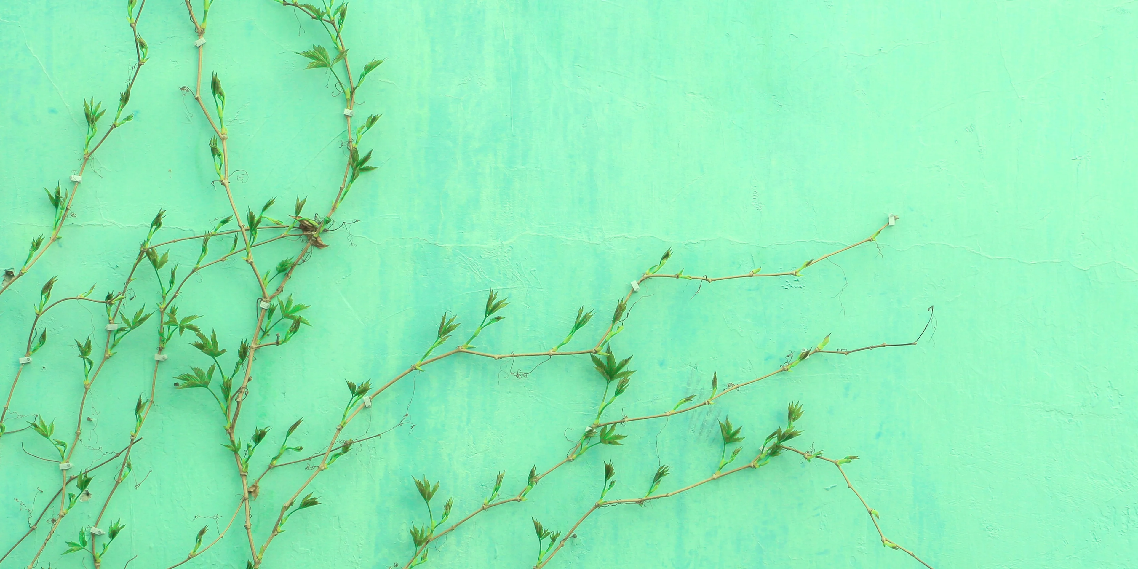 green-leafed plant.
