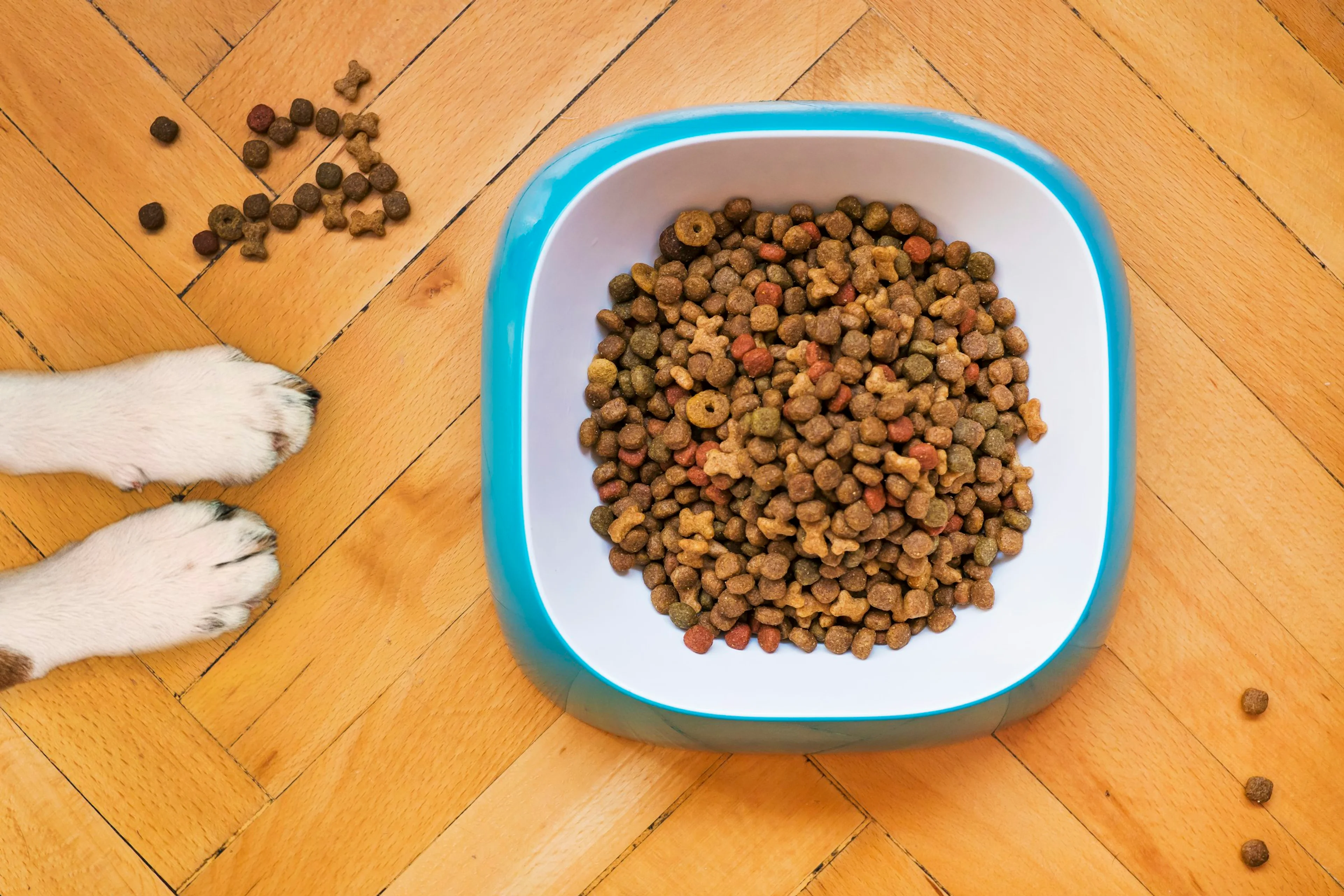 Dog with food bowl