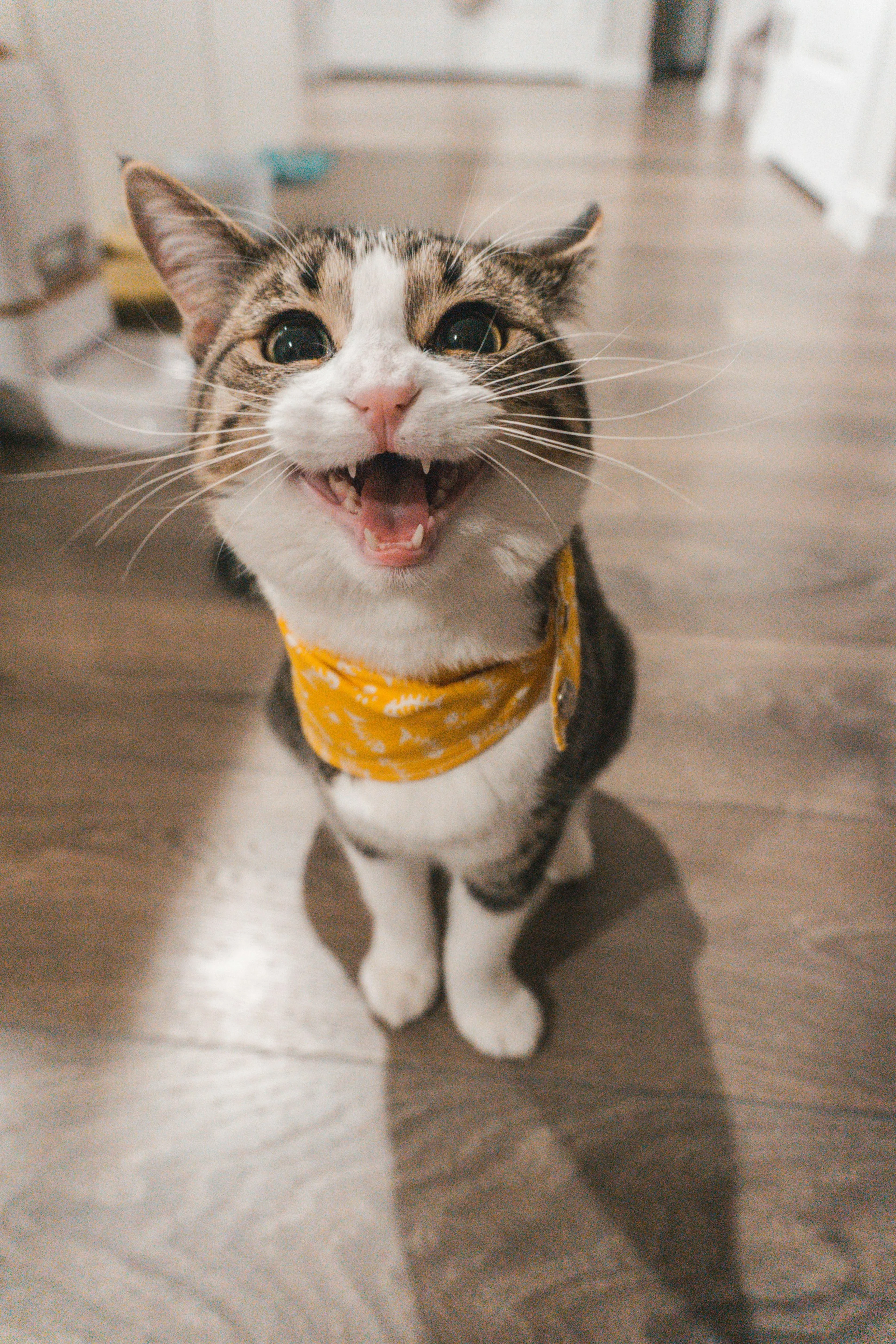 Cat eating wet food from a bowl