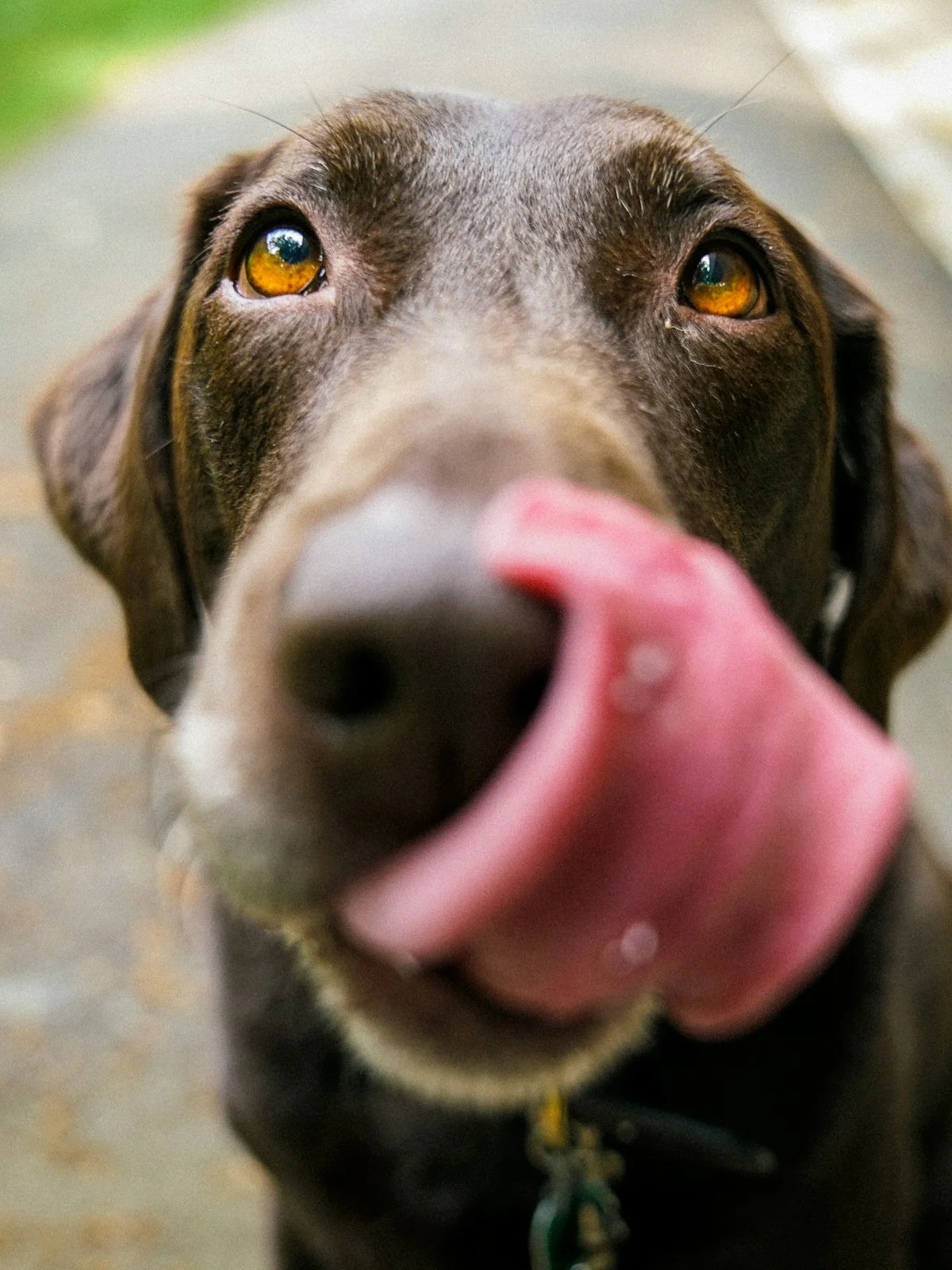 Dog and owner