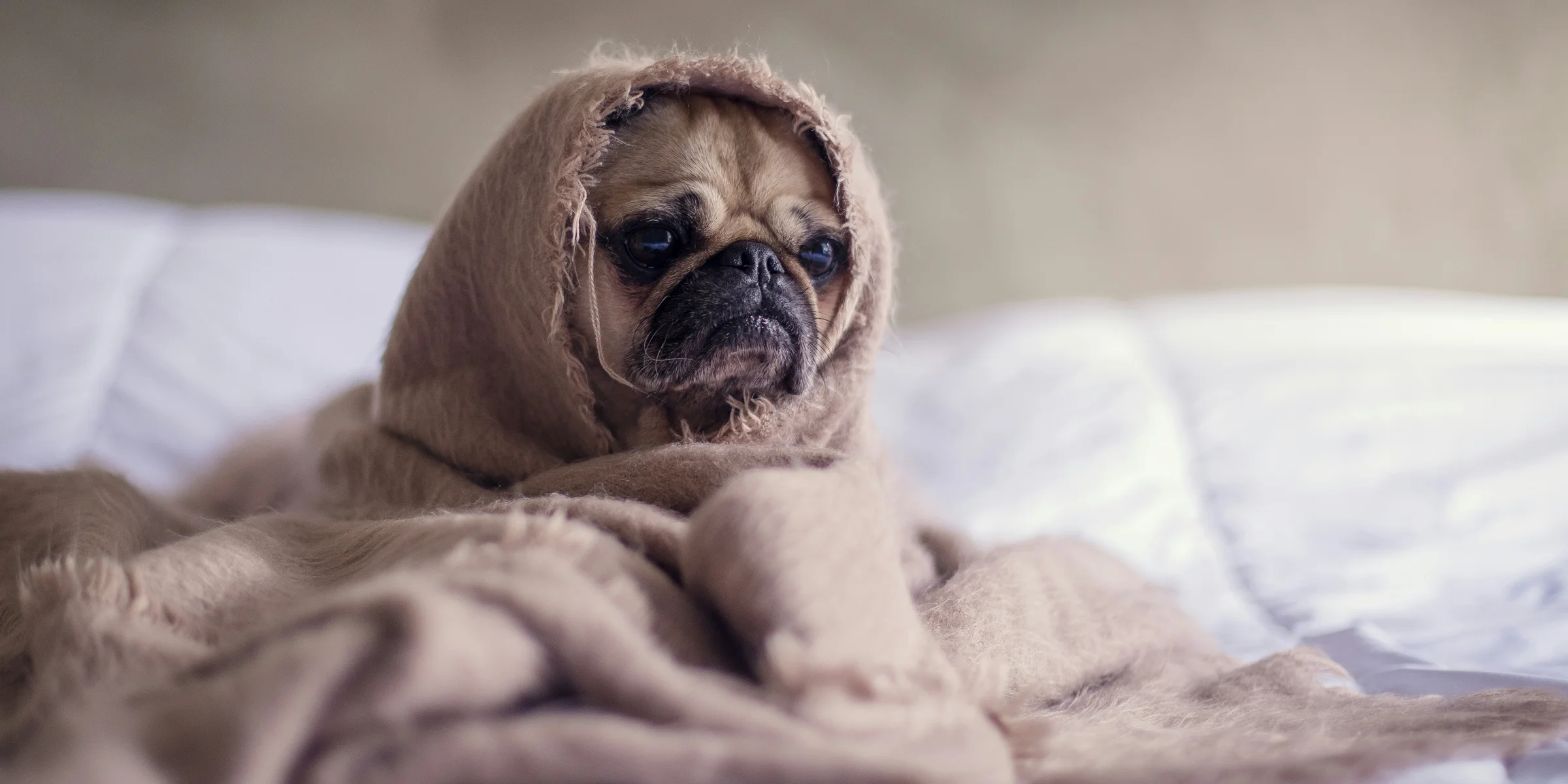pug covered with blanket on bedspread.