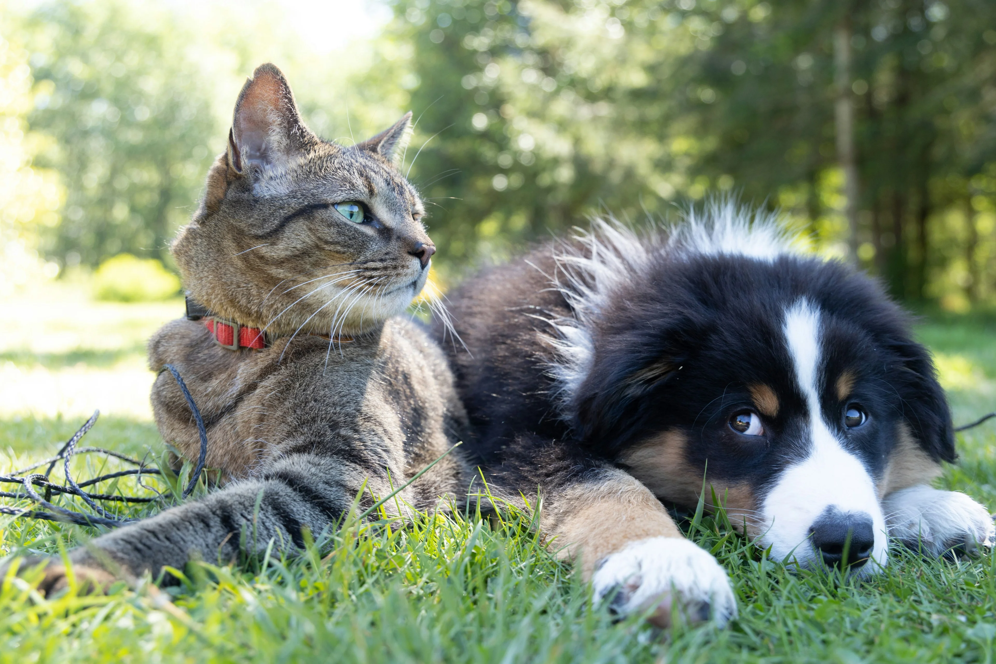 Pet food bowls