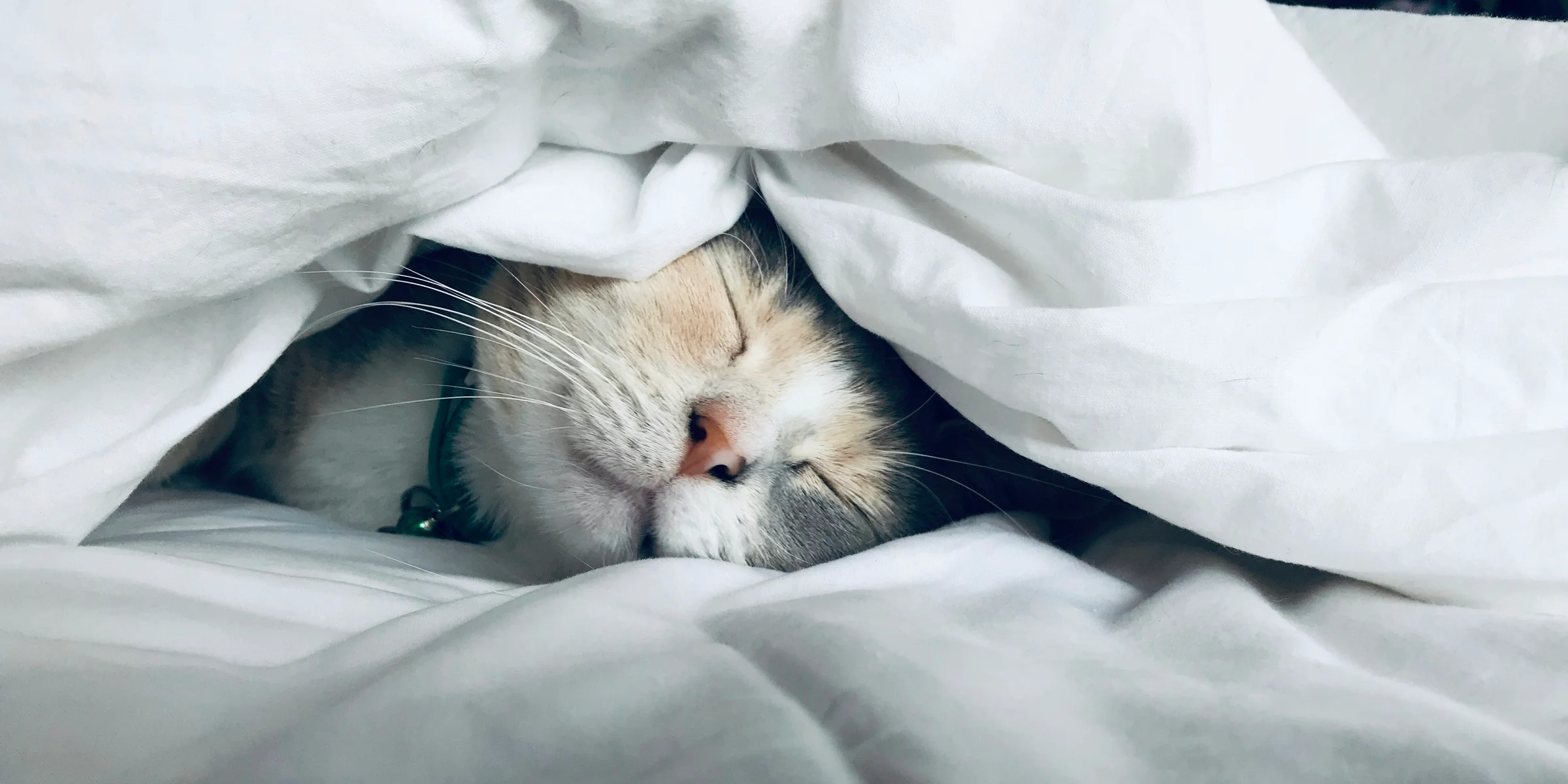 white cat sleeps under white comforter.