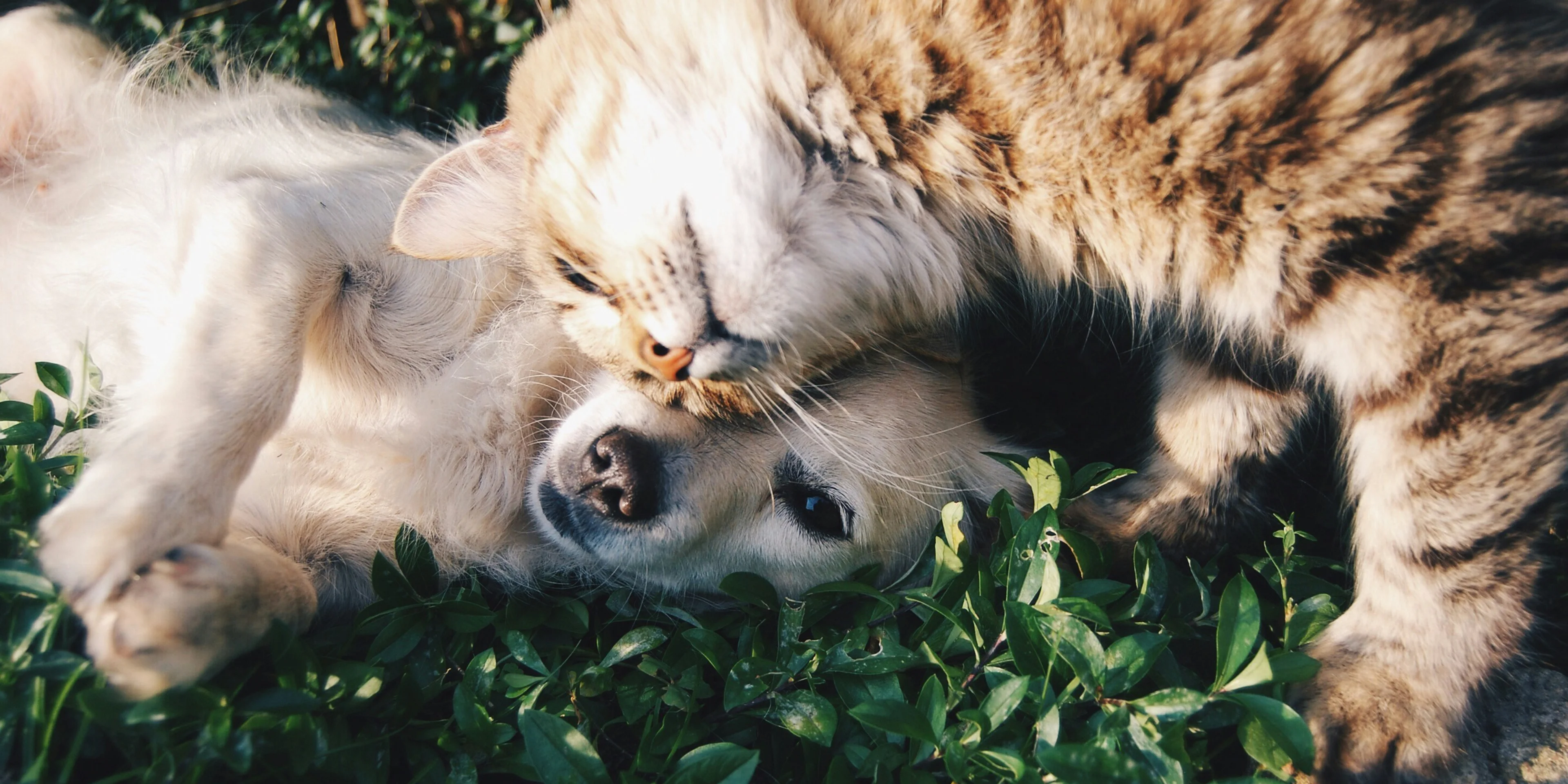 white dog and gray cat hugging each other on grass.
