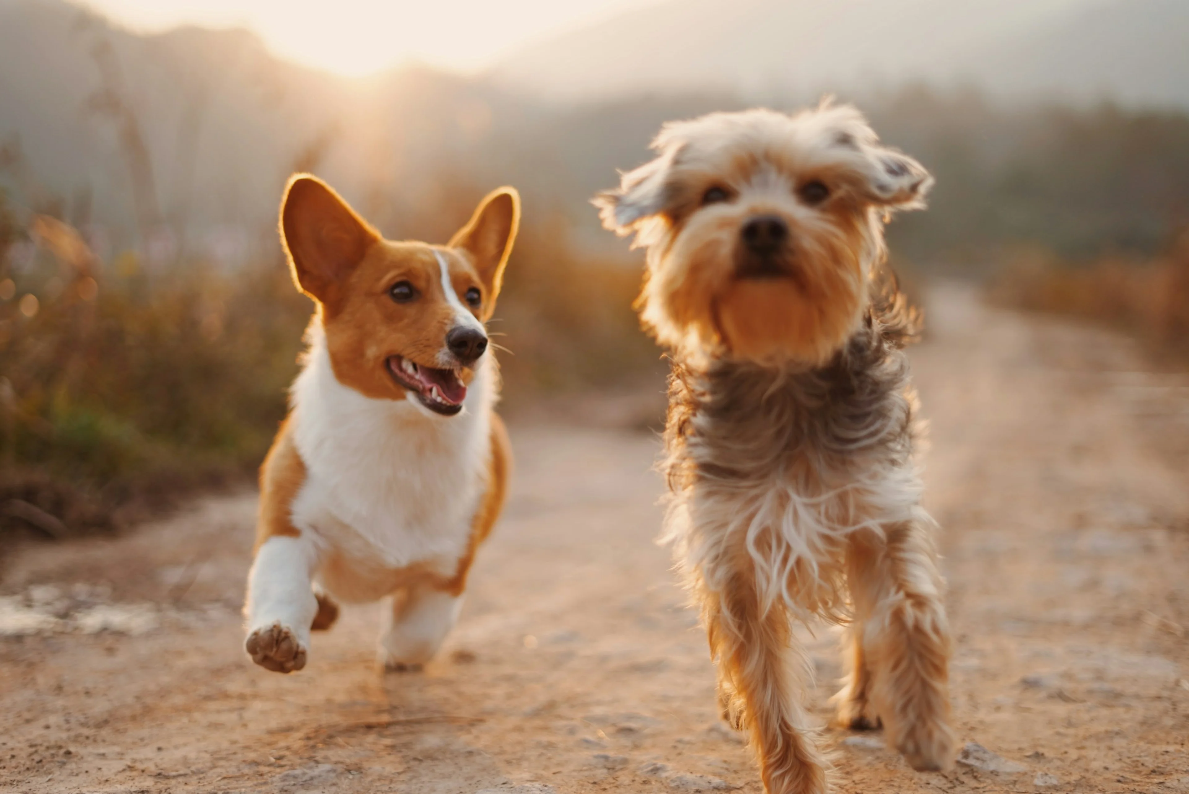 Pet supplies on shelf