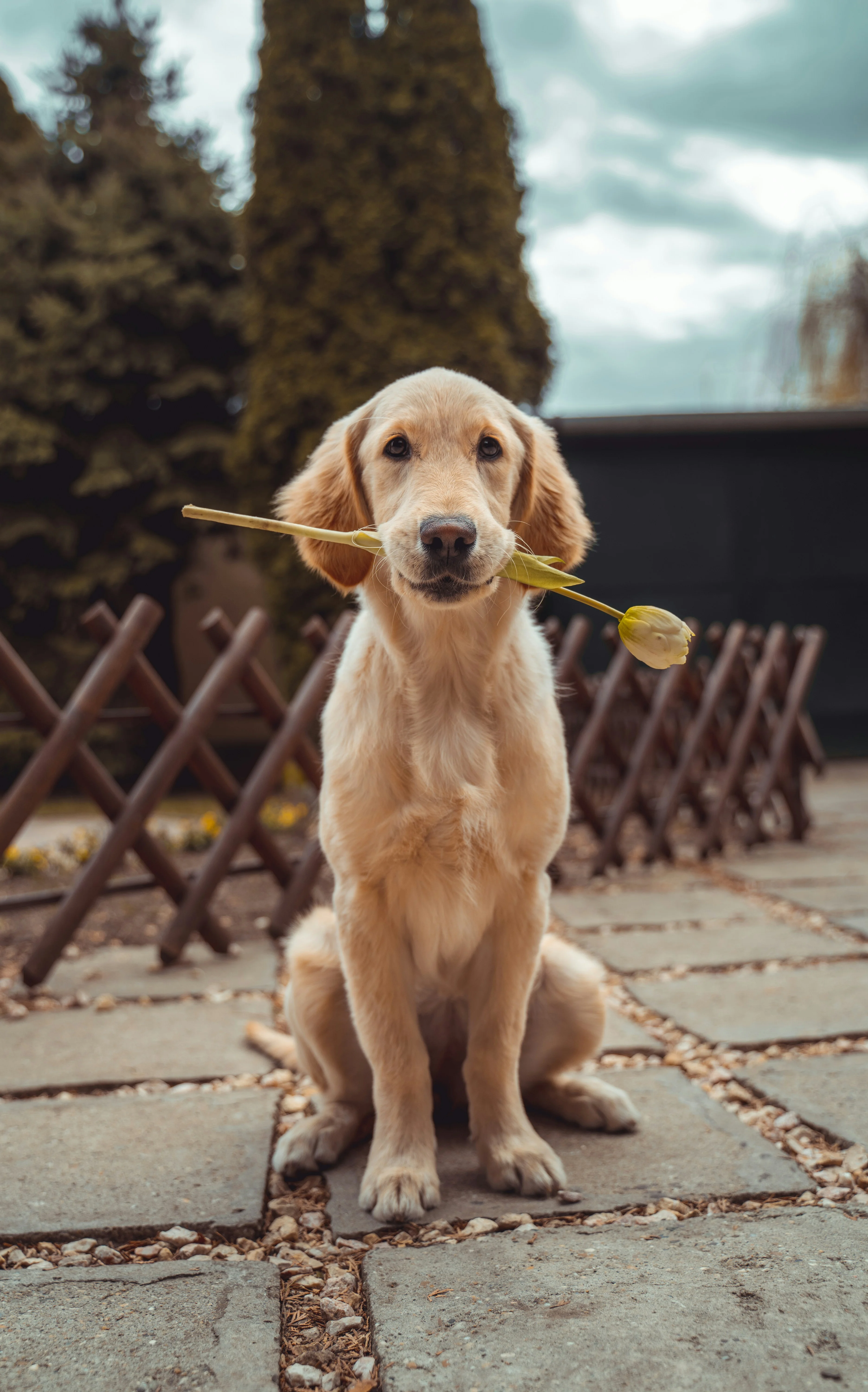 Happy dog outdoors