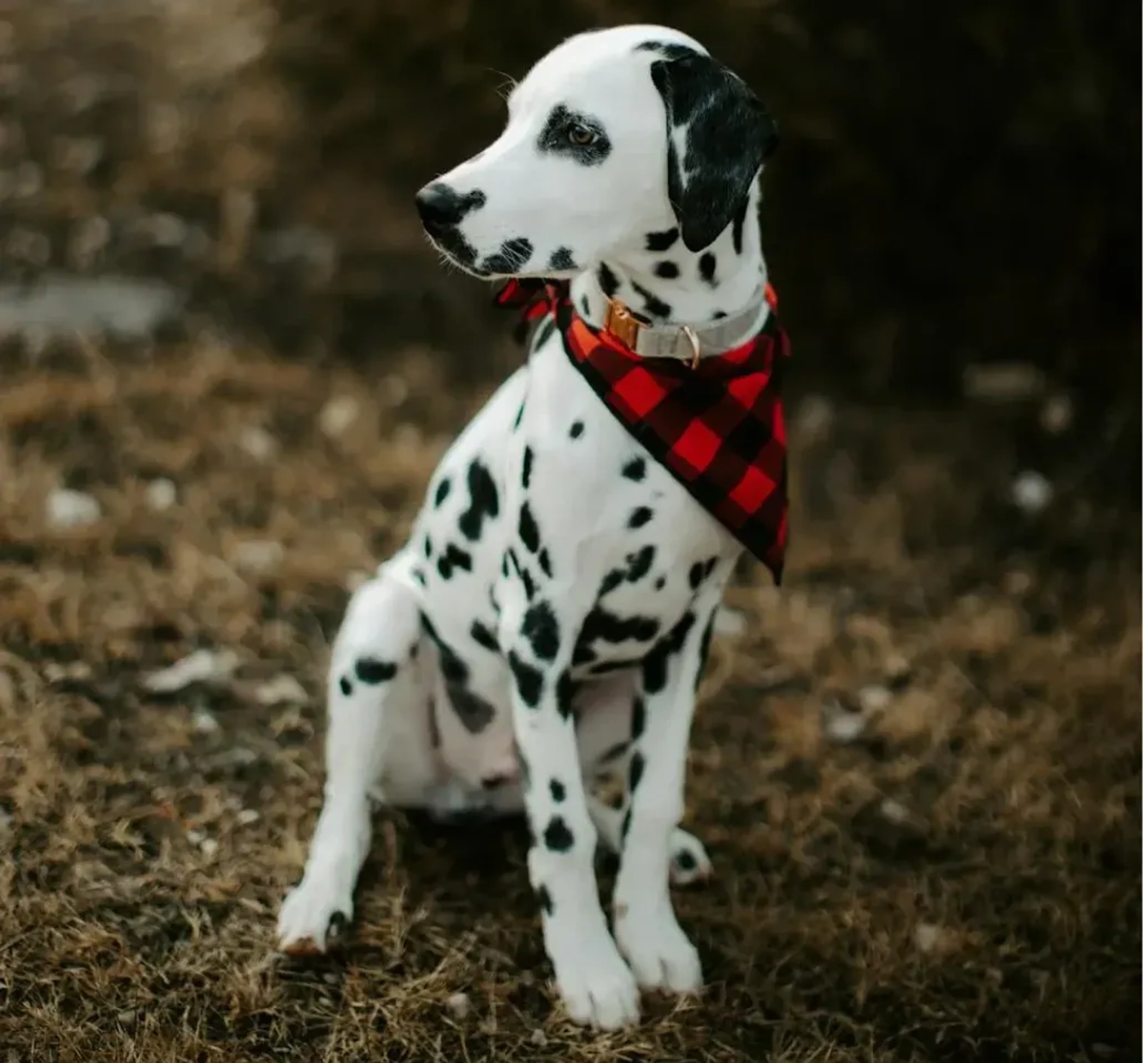 Pet care imagery featuring Plaid Printed Bandana