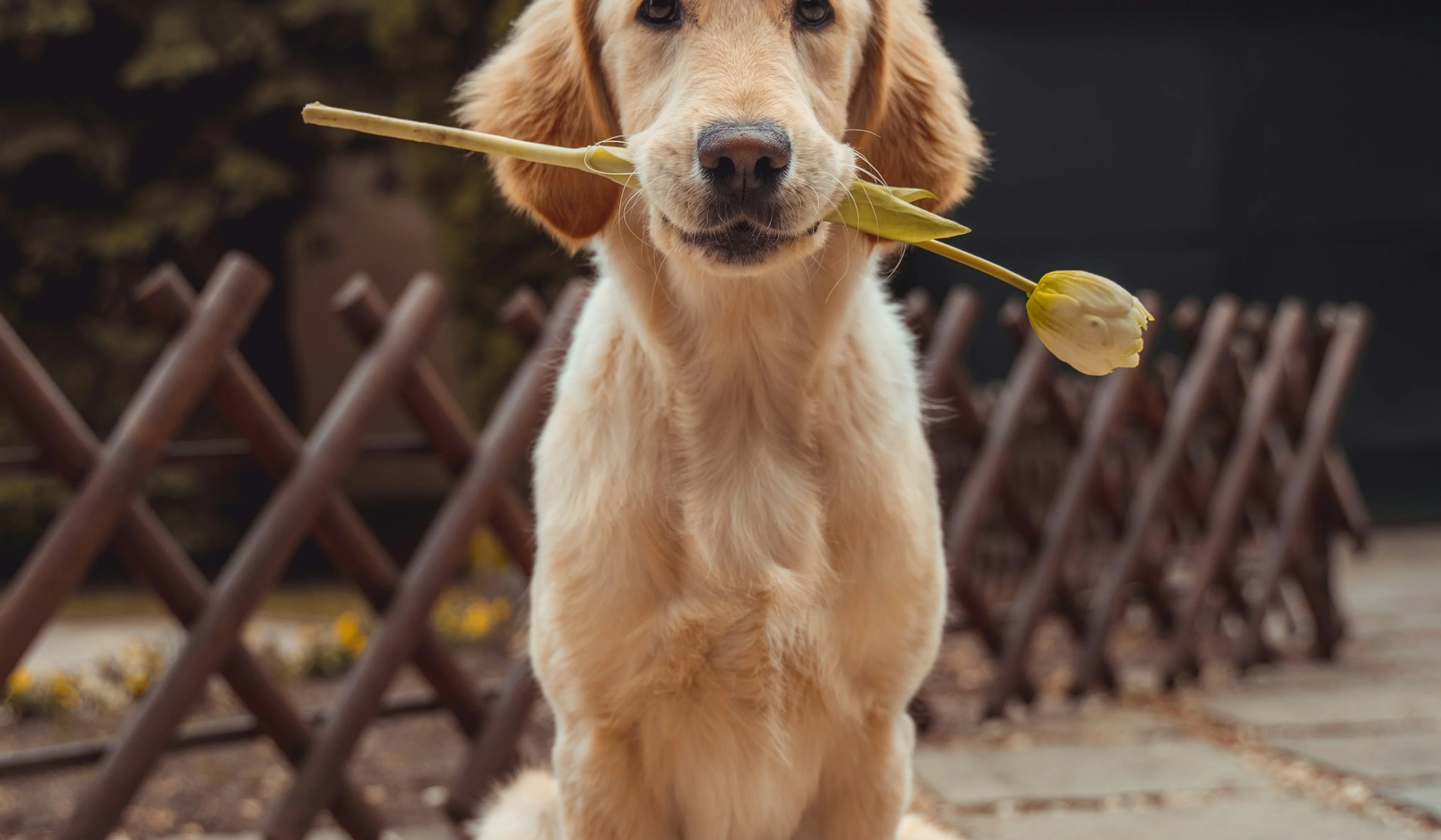 Happy dog