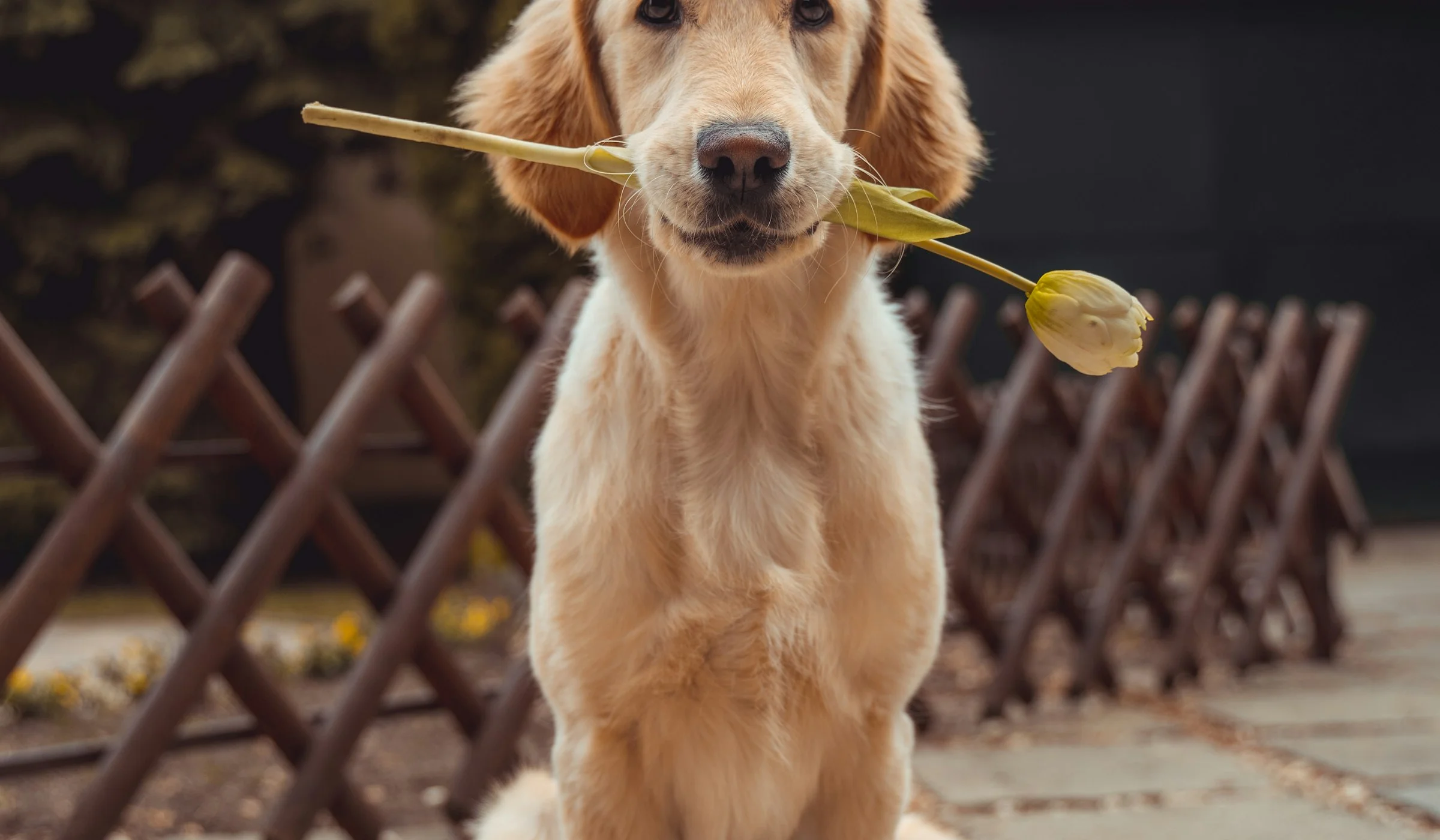 Happy dog