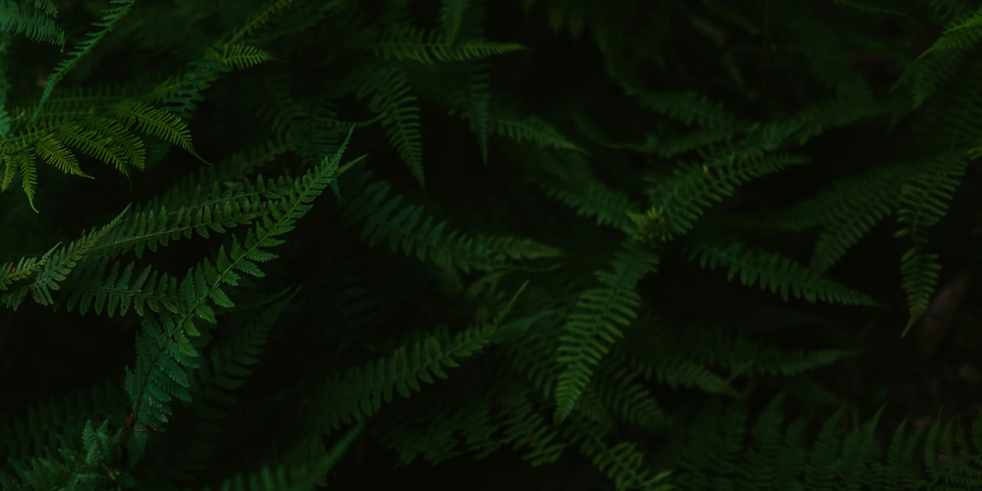 green leafed plants