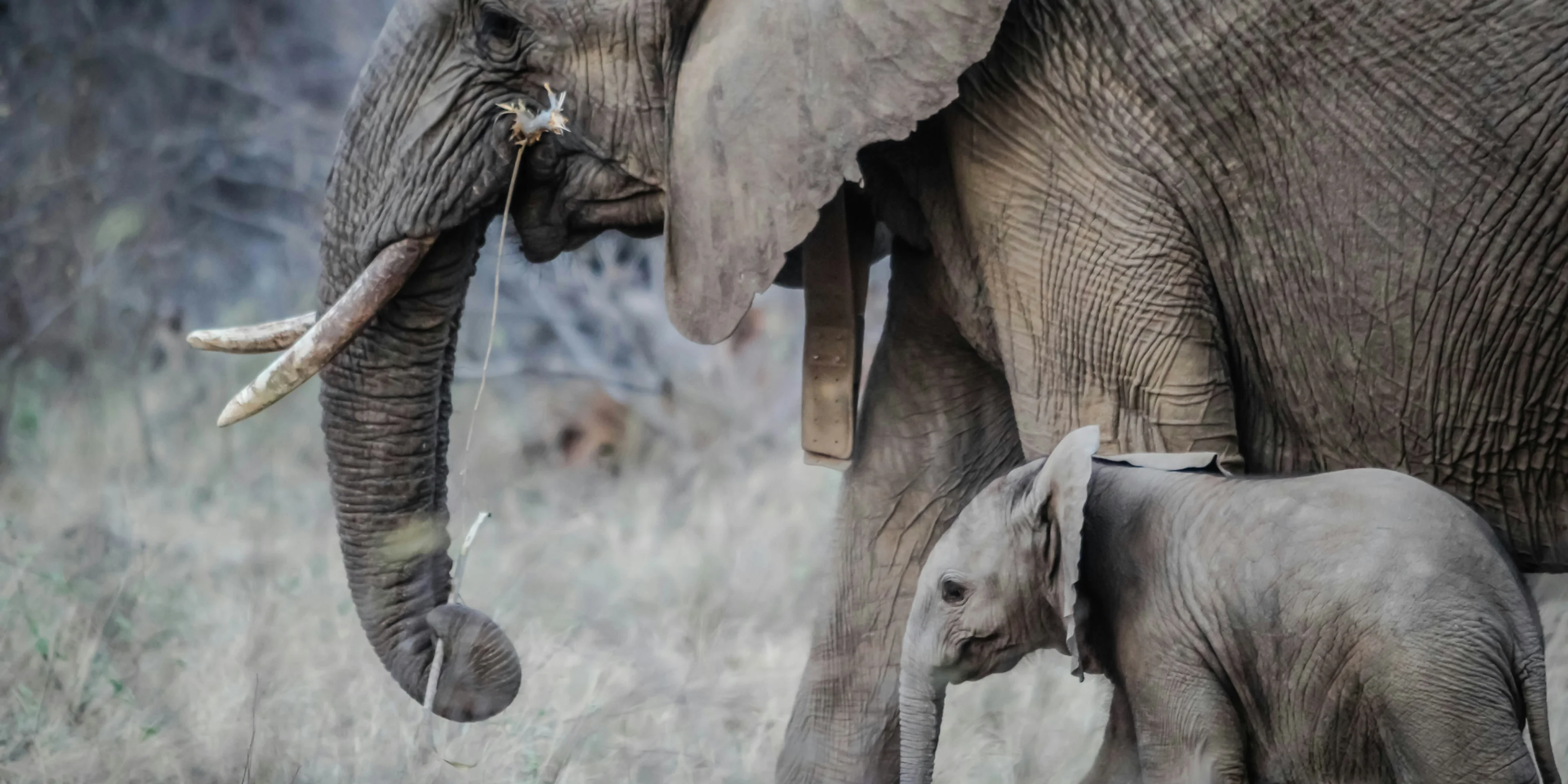 photo of black elephant
