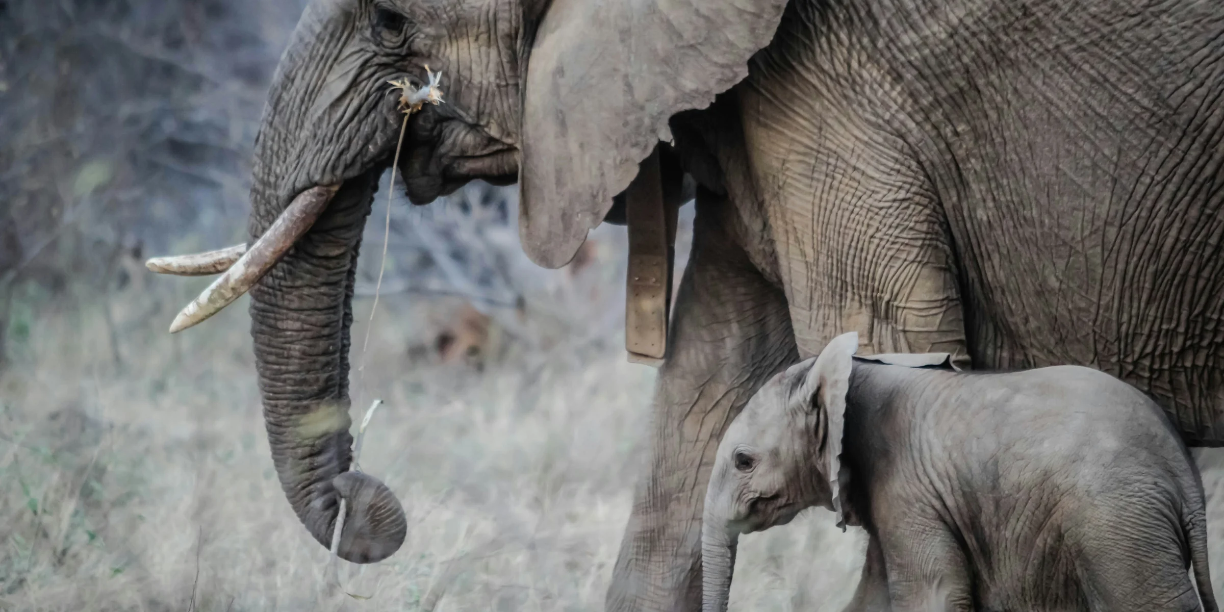 photo of black elephant